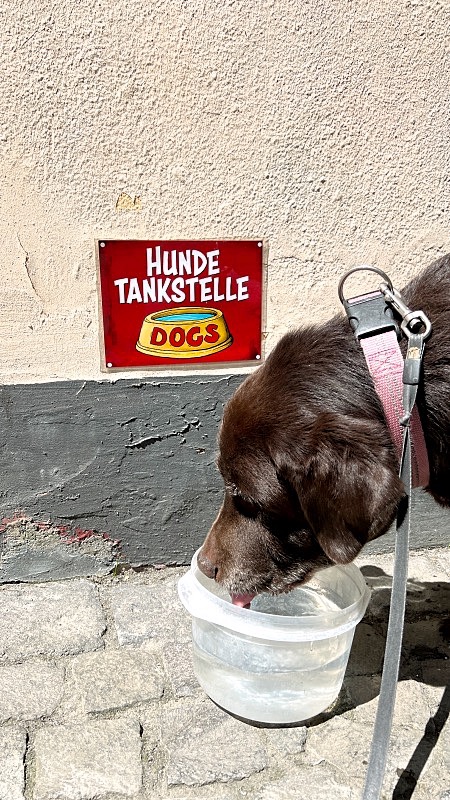Juomavesi koiralle