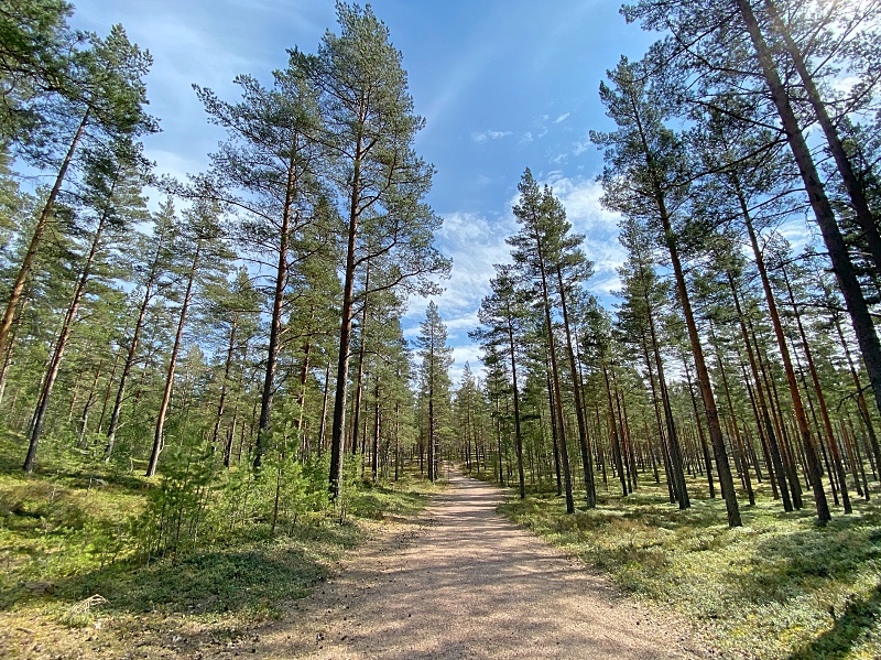 Kävelyreitti rantaan Lappohjassa