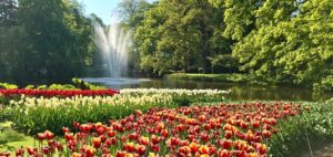 Keukenhof tulppaanit