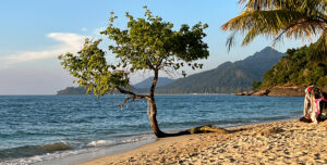 Puu hiekkarannalla aivan meren tuntumassa Koh Changilla.