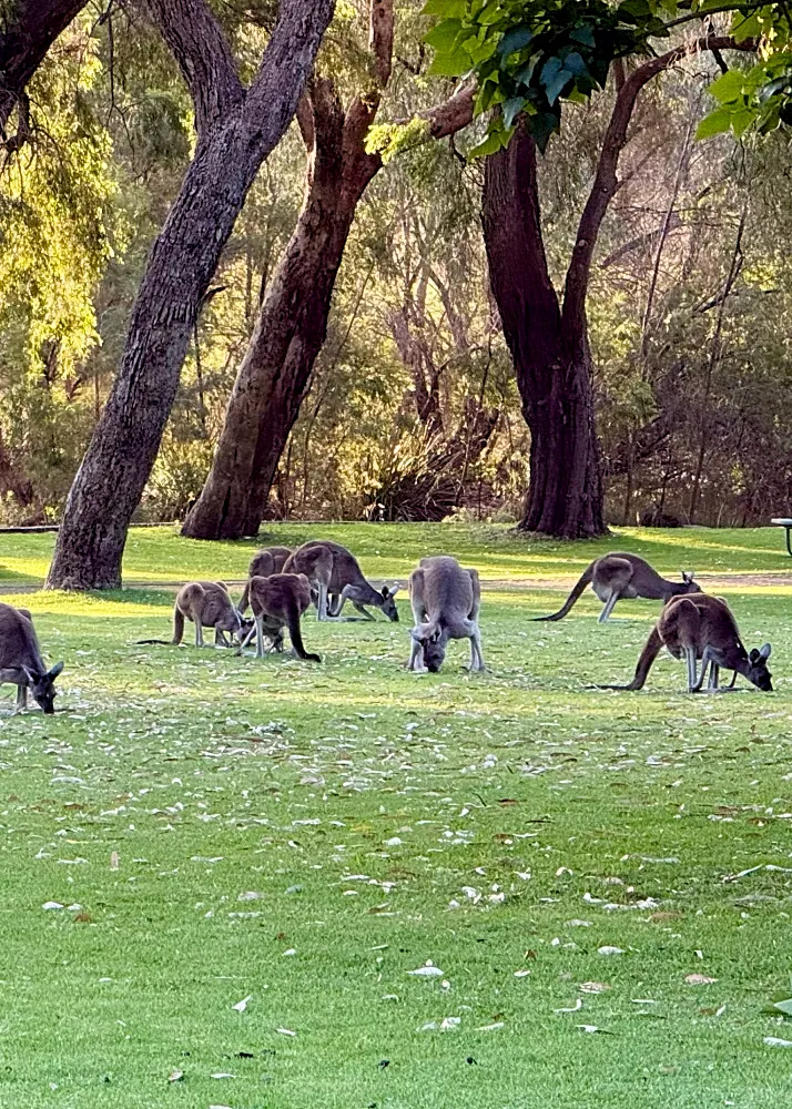 Kengurut Yanchep kansallispuistossa Länsi-Australiassa.