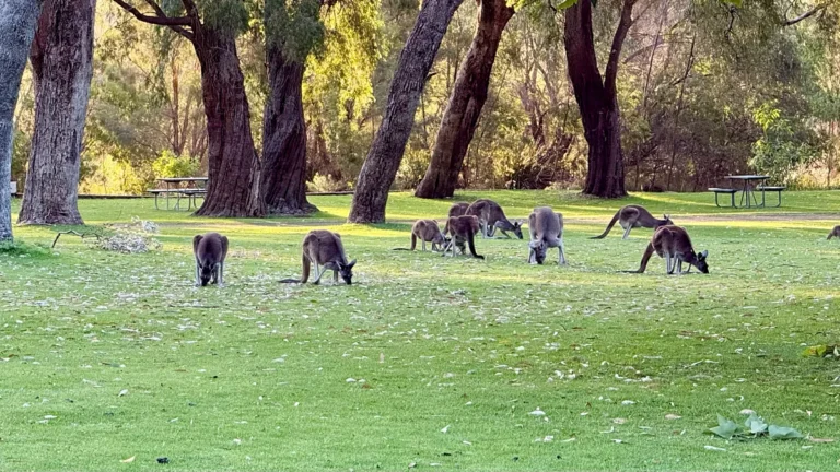 Kengurut Yanchep kansallispuistossa Länsi-Australiassa.