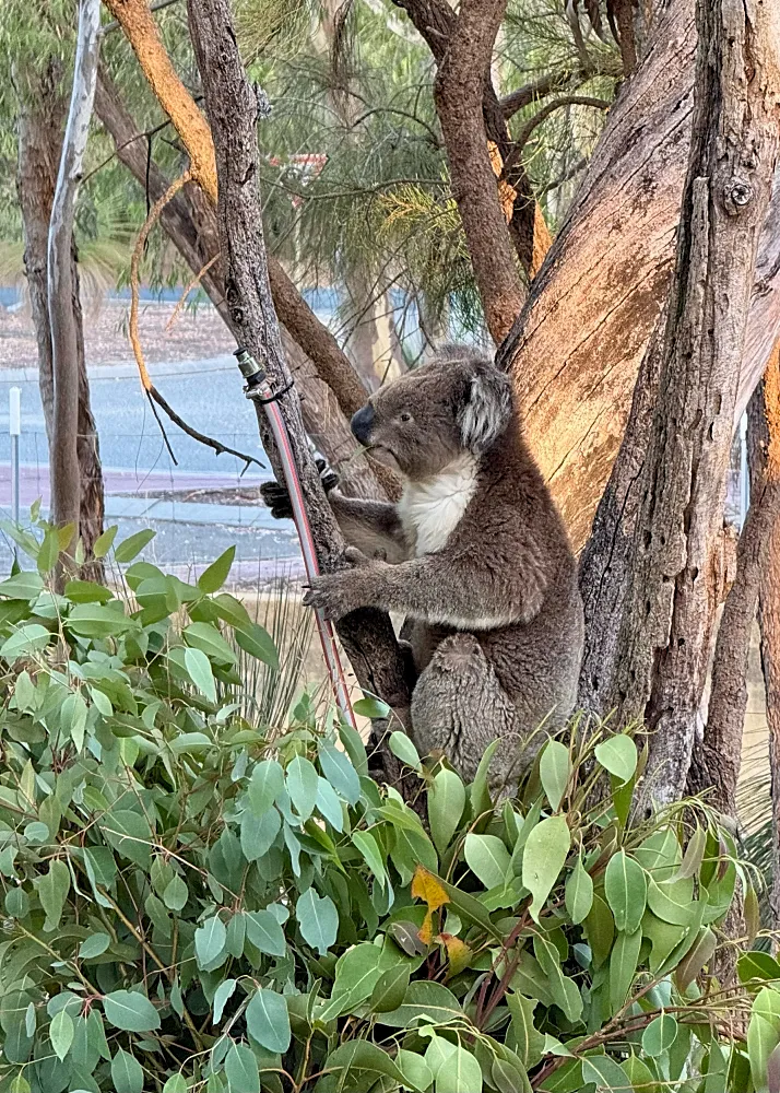 Yanchep kansallispuistossa Länsi-Australiassa koala puussa.