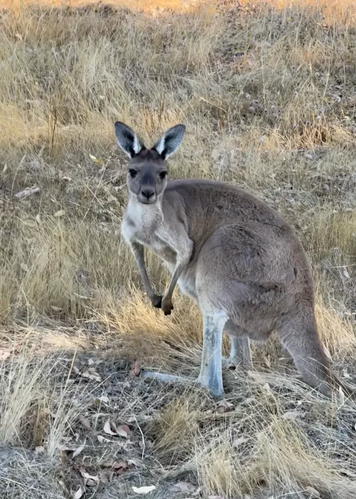 kenguru Länsi-Australiassa.