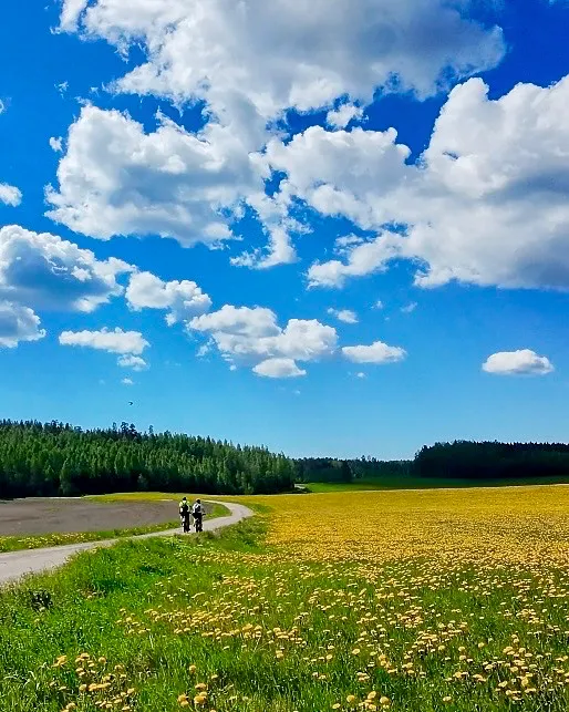 Keltaisessa peltomaisemassa gravel-reitillä Lohjanjärven Ympäripyöräilyssä.