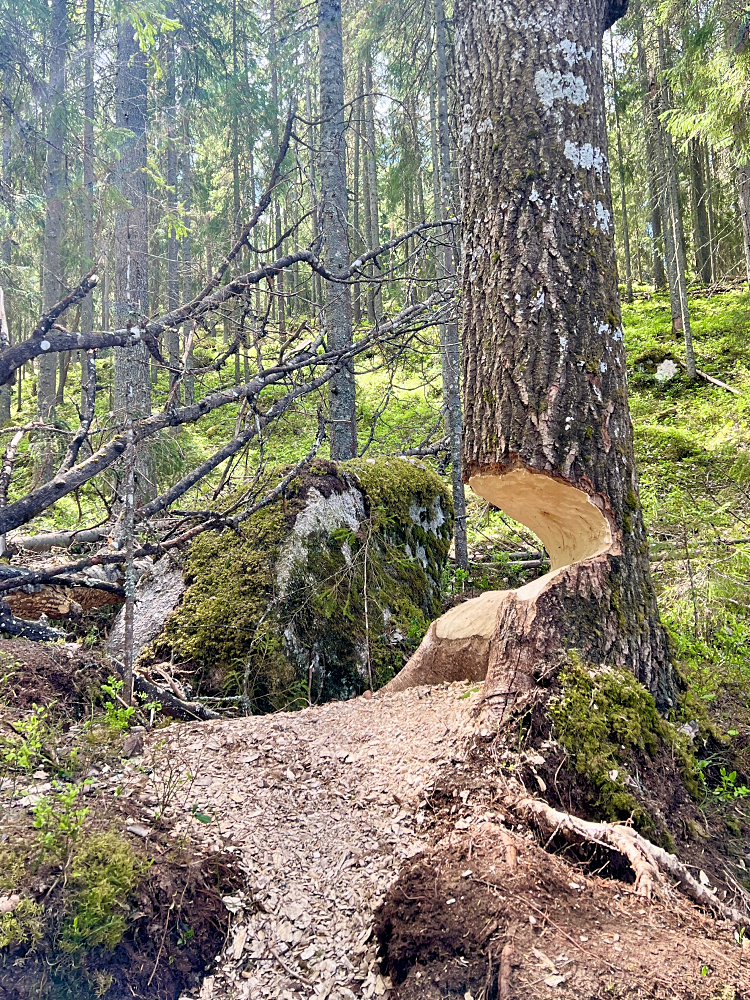 Majavan työstämä puu Isojärven kansallispuistossa.