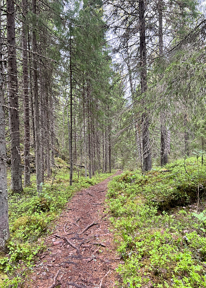 Mtb-polkua Isojärven kansallispuistossa